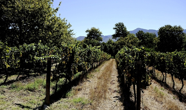 Telegraph Franschoek Vineyard in South Africa