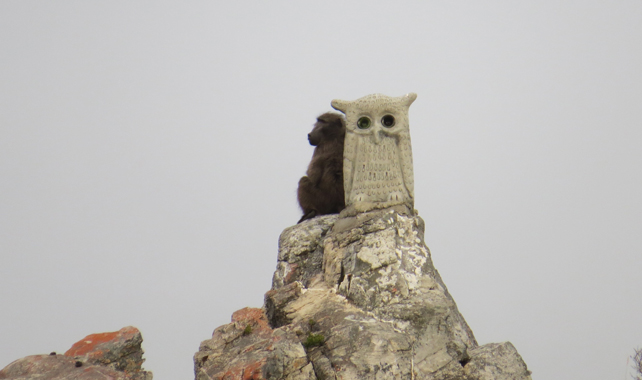 Baboon resting against a Koos Malgas owl